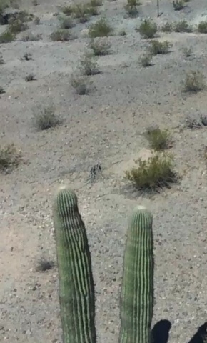 Photo of the top of a saguaro cactus