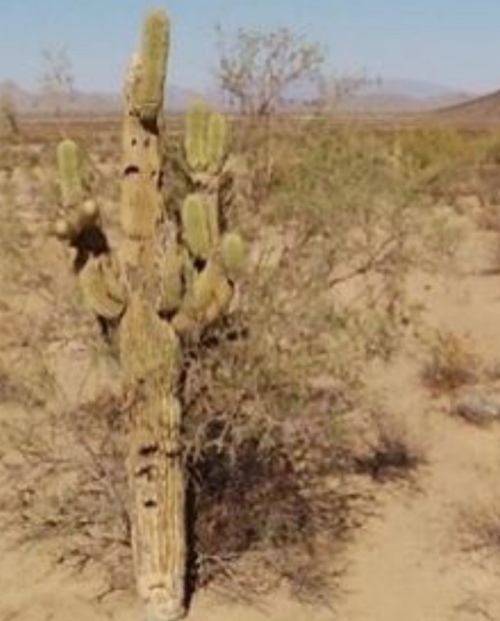 Photo a anthropomorphic frowning cactus appearing to be flipping "the bird"